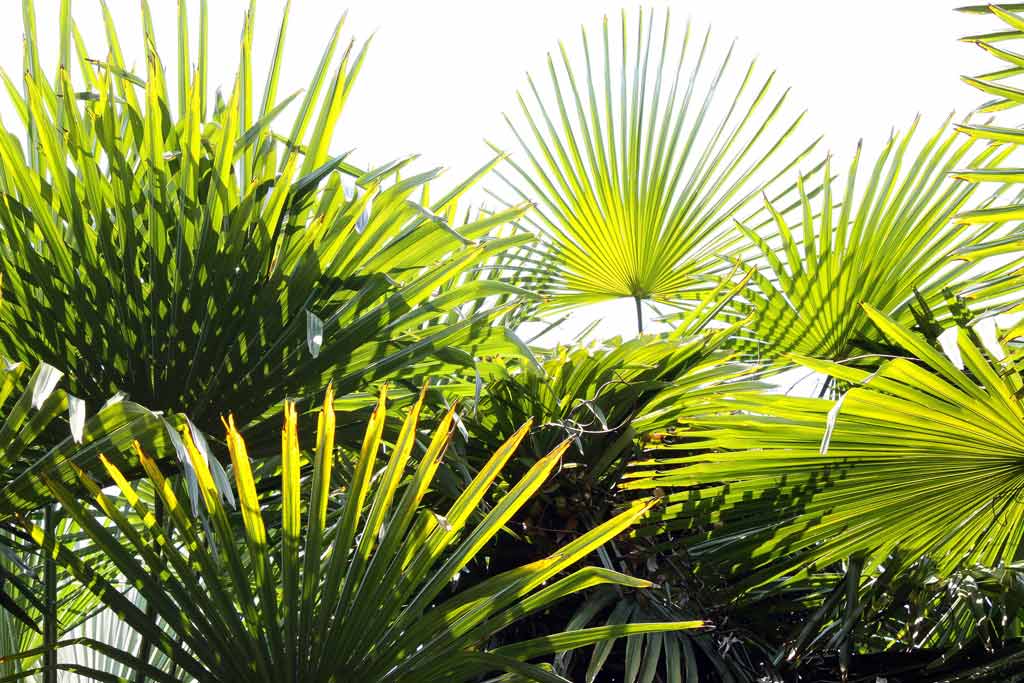 Jardin méditerranéen à Porquerolles