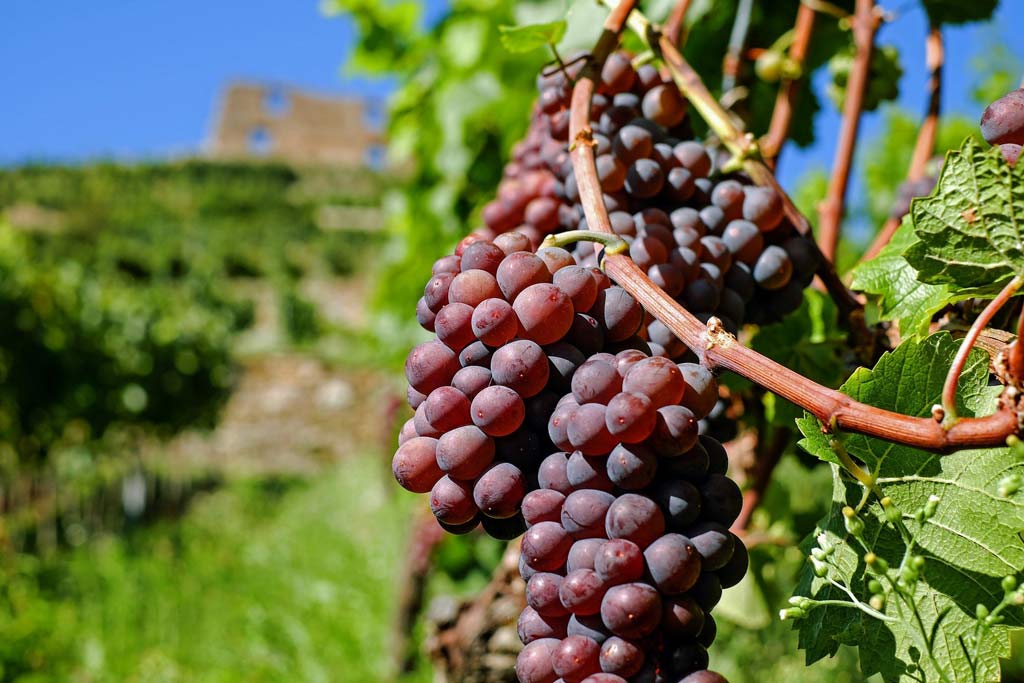 Domaine viticole à Gassin