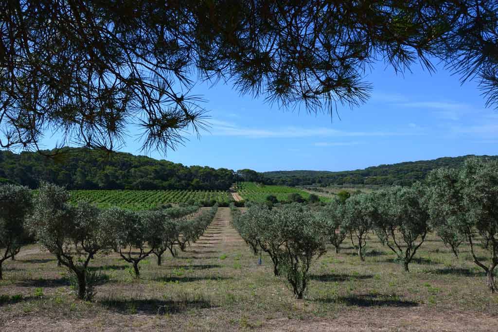 Domaine viticole à Porquerolles