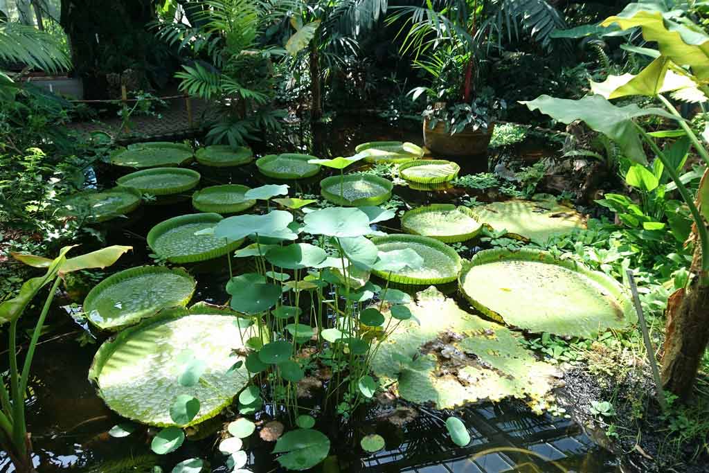 Jardin botanique de Sainte-Maxime