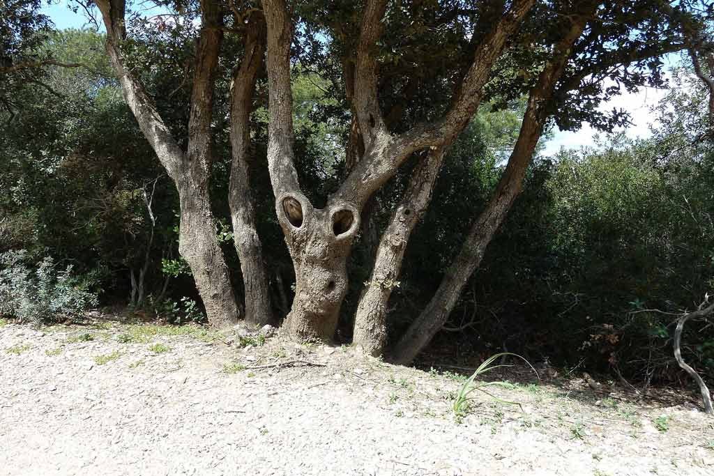 Sentiers à Porquerolles