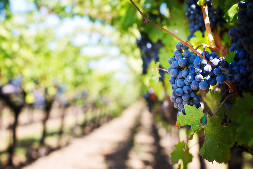 Vignoble à Sainte-Maxime