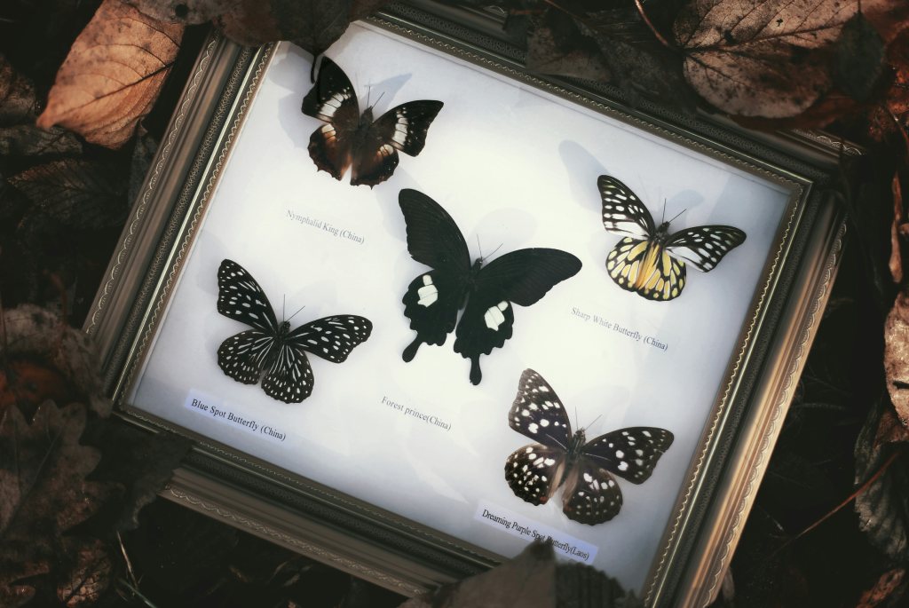 collection maison des papillons