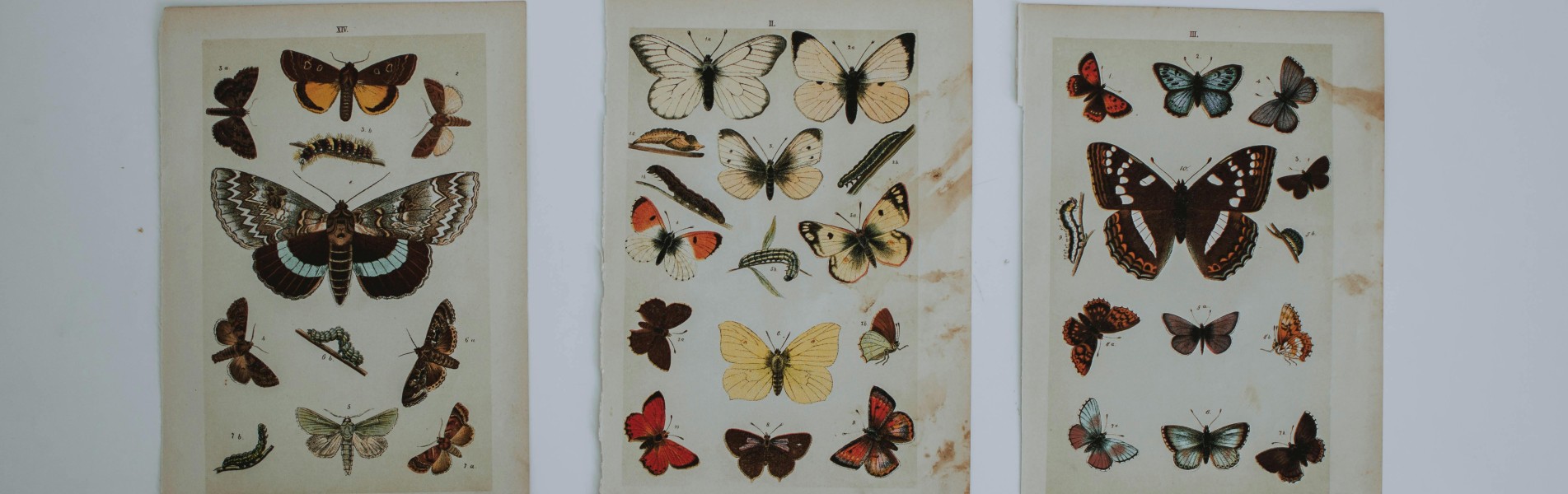 visite maison papillons