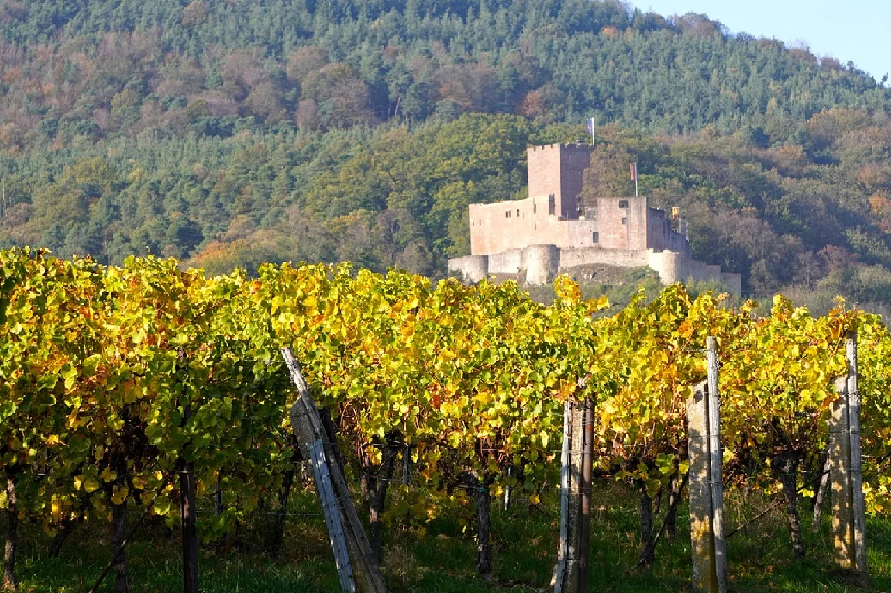 Château Minuty et vignoble emblematique
