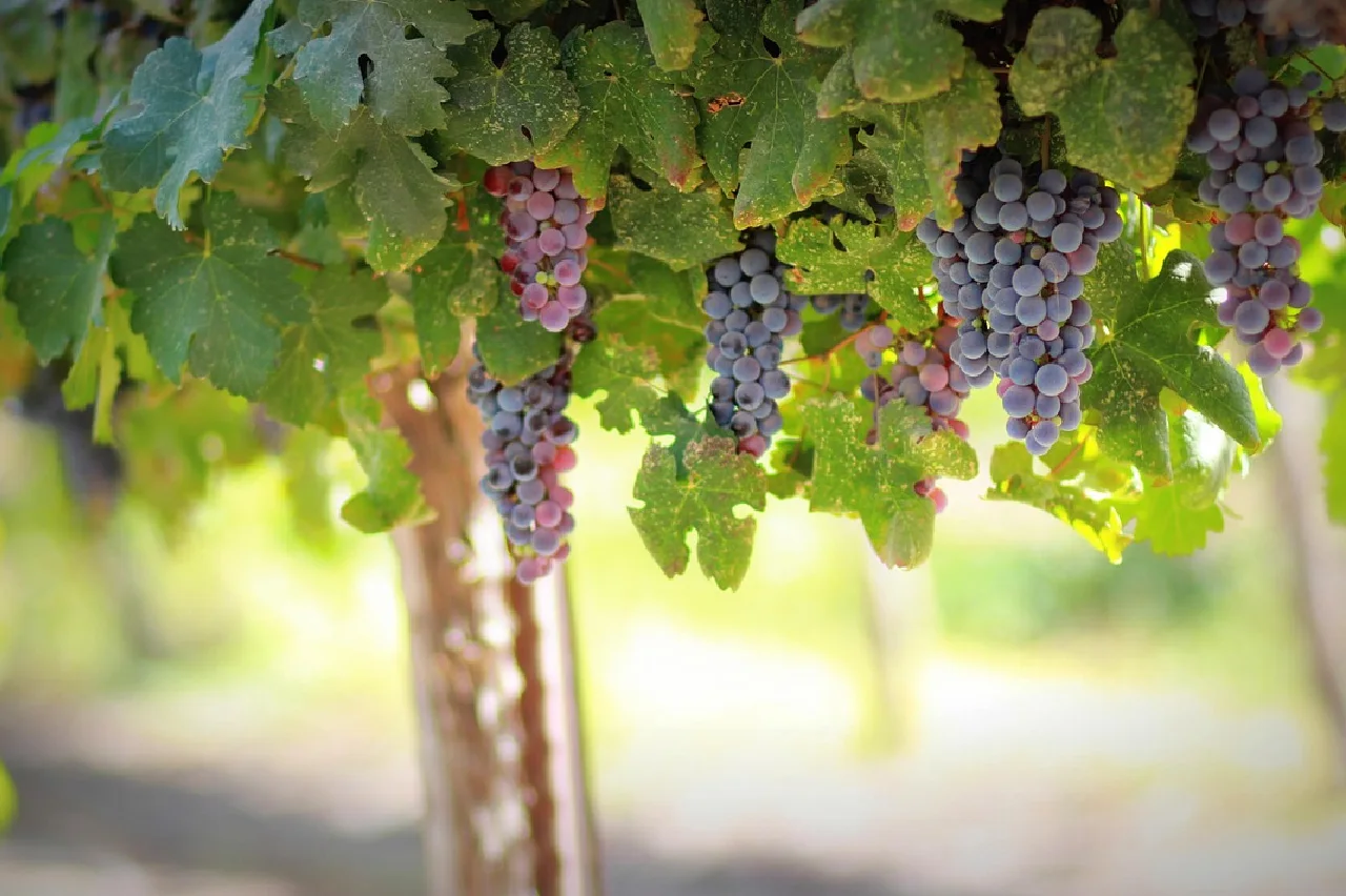 terroir au cœur de la Provence